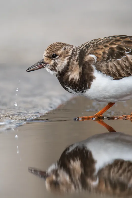 Ruddy turnstone, Newlyn. 2020.